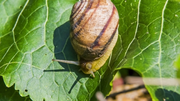 Snail Creeping Down Green Foliage