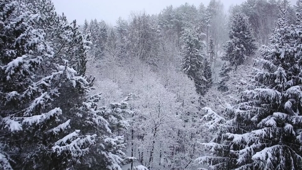 Snowfall In The Woods In Cloudy Weather