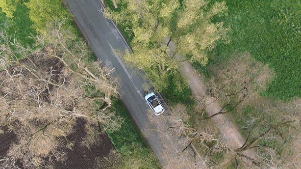 Aerial Footage of a Car Driving on a Tree Avenue