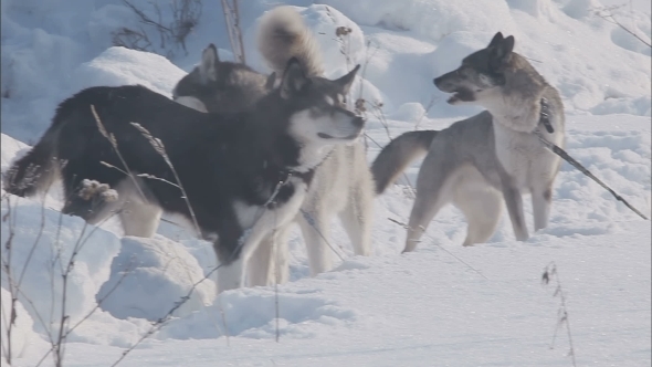 A Pack Of Husky Breed Dogs