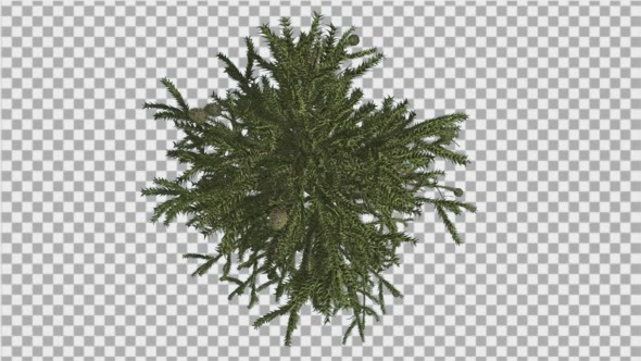 Monkey Puzzle Crown Top Down Cones Coniferous alt
