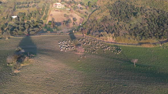 Sheep grazing on open fields in the countryside in Italy