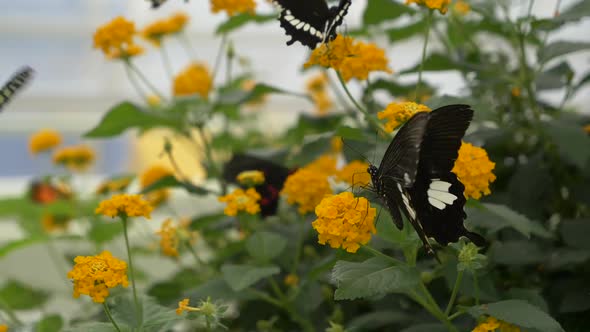 Slow motion: Family of Black Butterflies with White Dots flying and sucking Nectar of Yellow Flowers