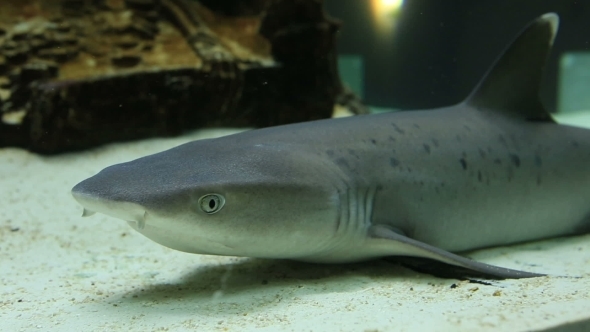 Requiem Sharks Are Family Carcharhinidae