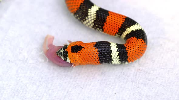 Tricolor Hognose snake up close as it swallows pinky mouse during feeding time.