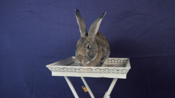 Rabbit Decorative Breed Rabbits