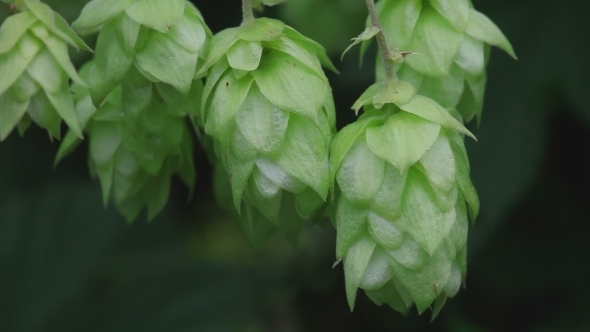 Ripe Hop Cones In The Hop Garden