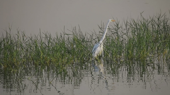 White Heron On a Man Sagar Lake