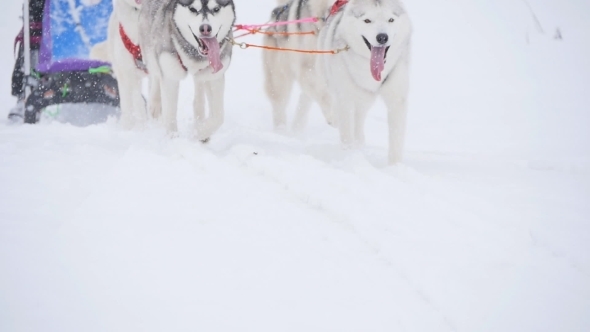 Musher Hiding Behind Sleigh At Sled Dog Race