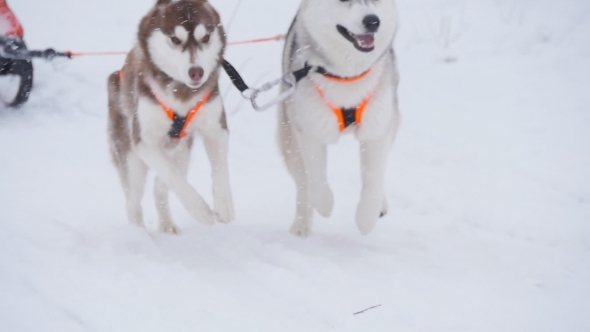 Musher Hiding Behind Sleigh At Sled Dog Race In 