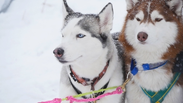 A Pair Of Harnessed Sled Dogs Ready To Start
