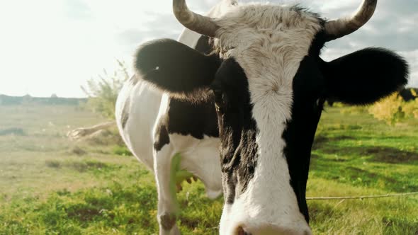 Black and white funny cow looking into camera. Cattle on green pasture. Farming concept.