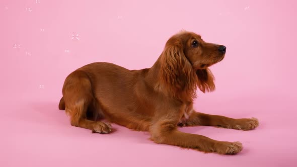 Playful Cocker Spaniel Lies in the Studio on a Pink Background