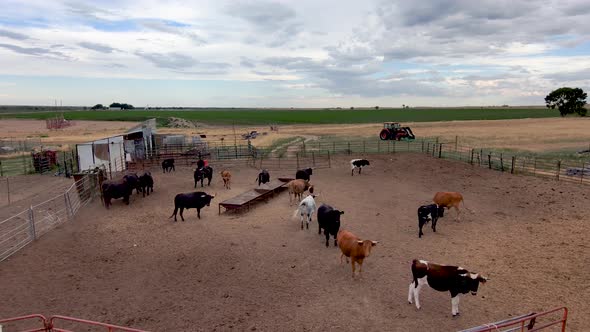 Very short dolly over the fence into a pen of bulls and steers.