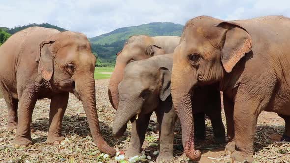 Family of elephants eating a yummy snack before dinner time.