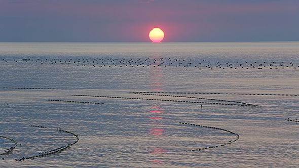 Sunrise and Fishing Nets on Sea Surface.