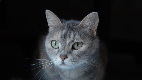 Grey Cat On The Black Background