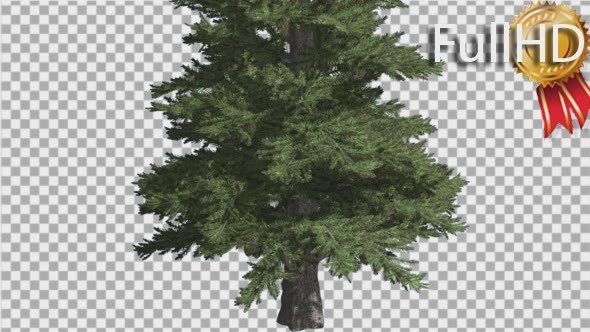 Norway Spruce Picea Abies Trunk and Branches alt