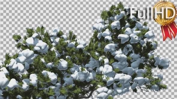 Monterey Cypress Top of Crown Snow Coniferous alt