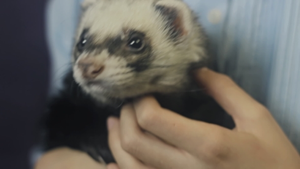 Ferret Eats From The Hand Of The Child