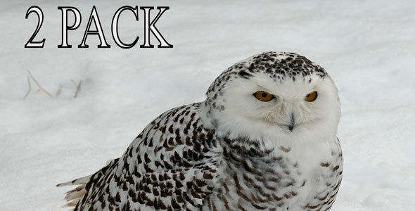 Arctic Owl