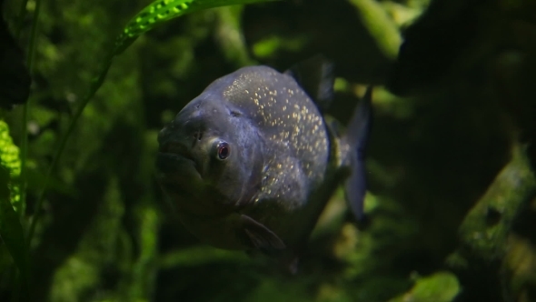 Piranha Swimming In An Aquarium