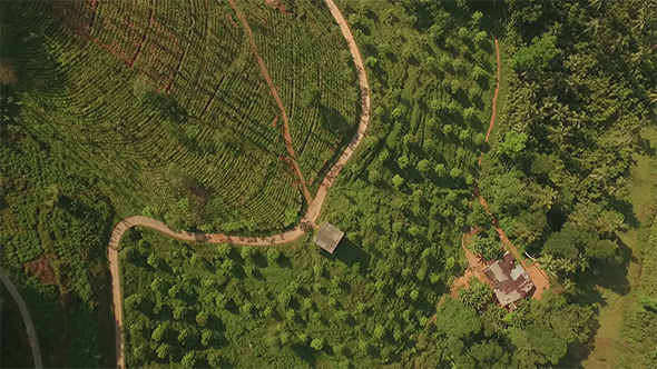 Downward Flyover a Tea Estate