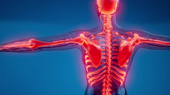 Transparent Human Body with Visible Bones alt