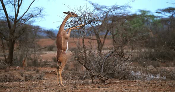 Gerenuk or Waller's Gazelle, litocranius walleri, Female standing on Hind Legs