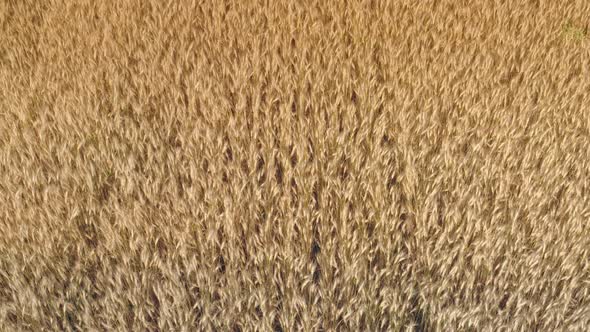 Ripe Barley Field Texture