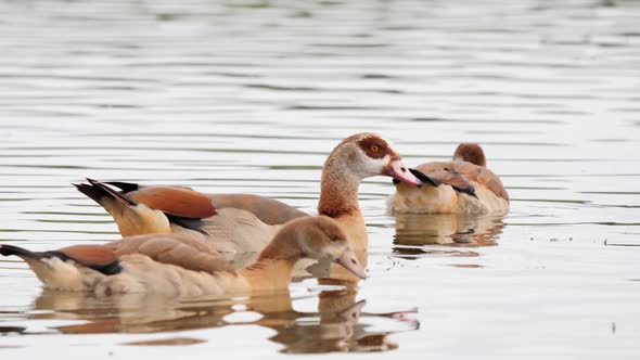 Egyptian geese with chicks in natural habitat