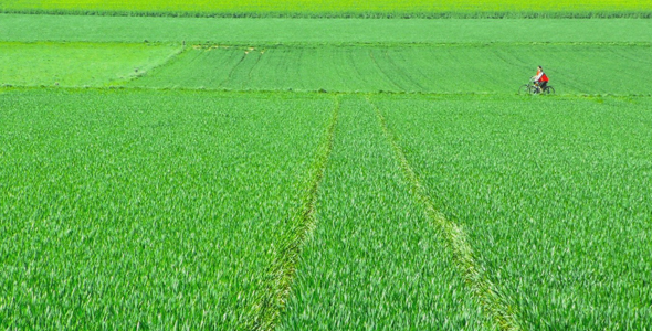 Riding Bike in Green Field