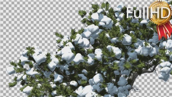 Monterey Cypress Crown Under Snow Winter alt