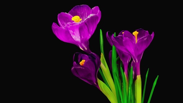 Violet Crocus Flower Blooming