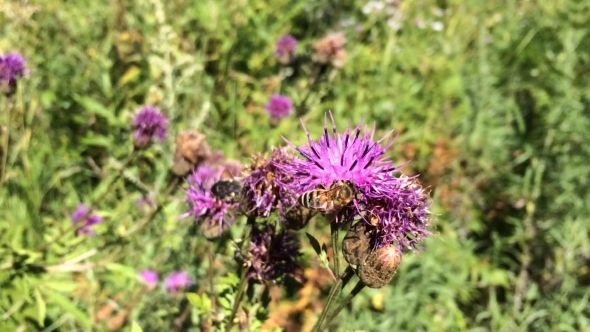 Bee On The Flower