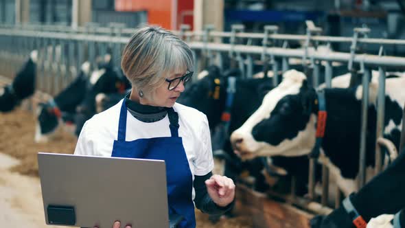 Female Specialist is Cataloging Farm Cows Into the Laptop