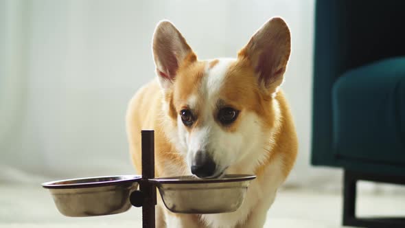 Corgi Drinking Water Closeup