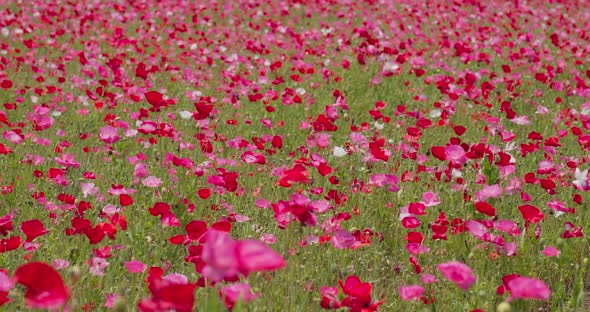 Pink Poppy Flower Field Garden