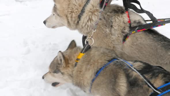 Team of Husky Sled Dogs