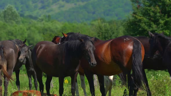 Many Beautiful Horses Graze in the Meadow Near the Farm. One Animal Lies on the Grass. Annoying