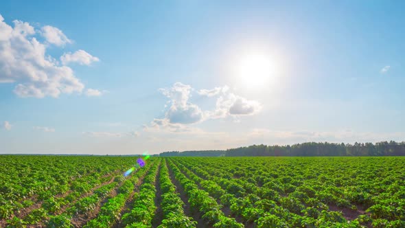 Potato field