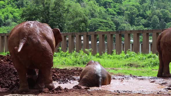 Elephants playing in a mud hole having an amazing time while they roll around in slow motion.