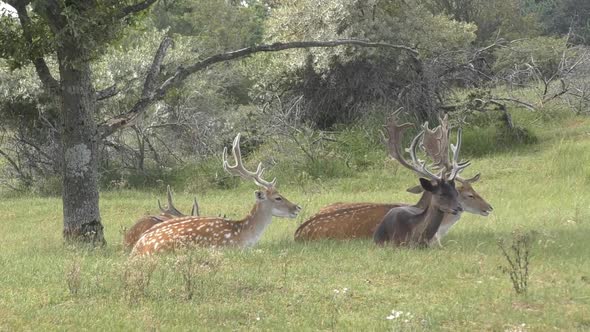 chilling reindeer in the shaddow during summer time. Stable shot