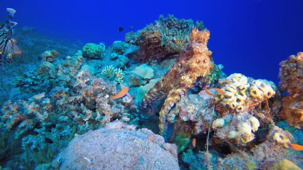 Octopus and Lionfish