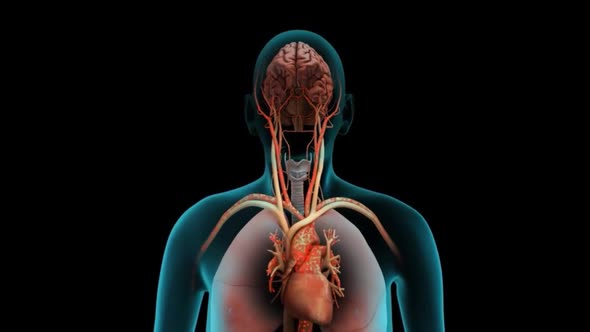 Human Circulatory System. Medically accurate animation of Heart with Vains and arteries.