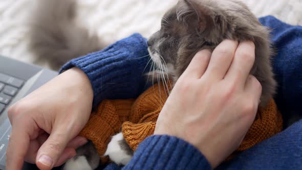 A Fluffy Gray Cat in the Arms of His Owner