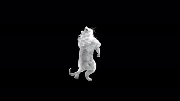 White Lion Dancing 4K