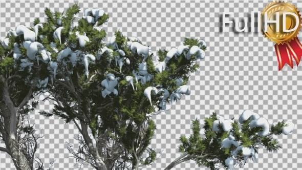 Monterey Cypress Melting Snow on a Crown alt