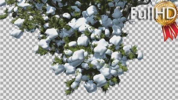 Monterey Cypress Crown Under Snow Winter alt