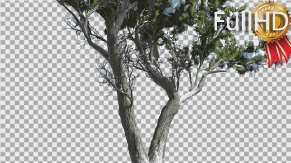 Monterey Cypress Thin Doubled Trunk Coniferous alt